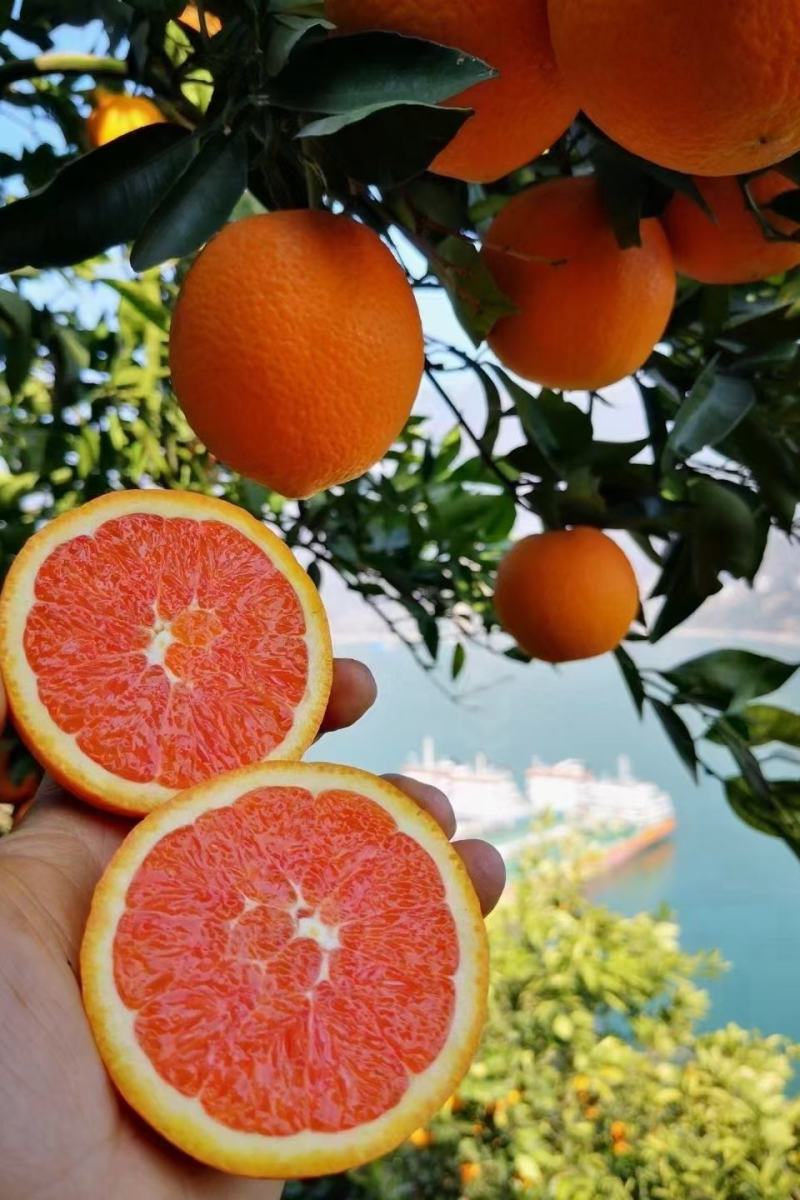 中华红橙血橙红肉红心橙子脐橙视频看货产地直发