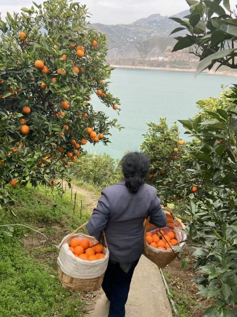 中华红橙血橙红肉红心橙子脐橙视频看货产地直发
