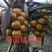 泰国矮椰，甜水椰，金椰子苗。本地红椰，青椰。都有