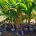 泰国矮椰，甜水椰，金椰子苗。本地红椰，青椰。都有