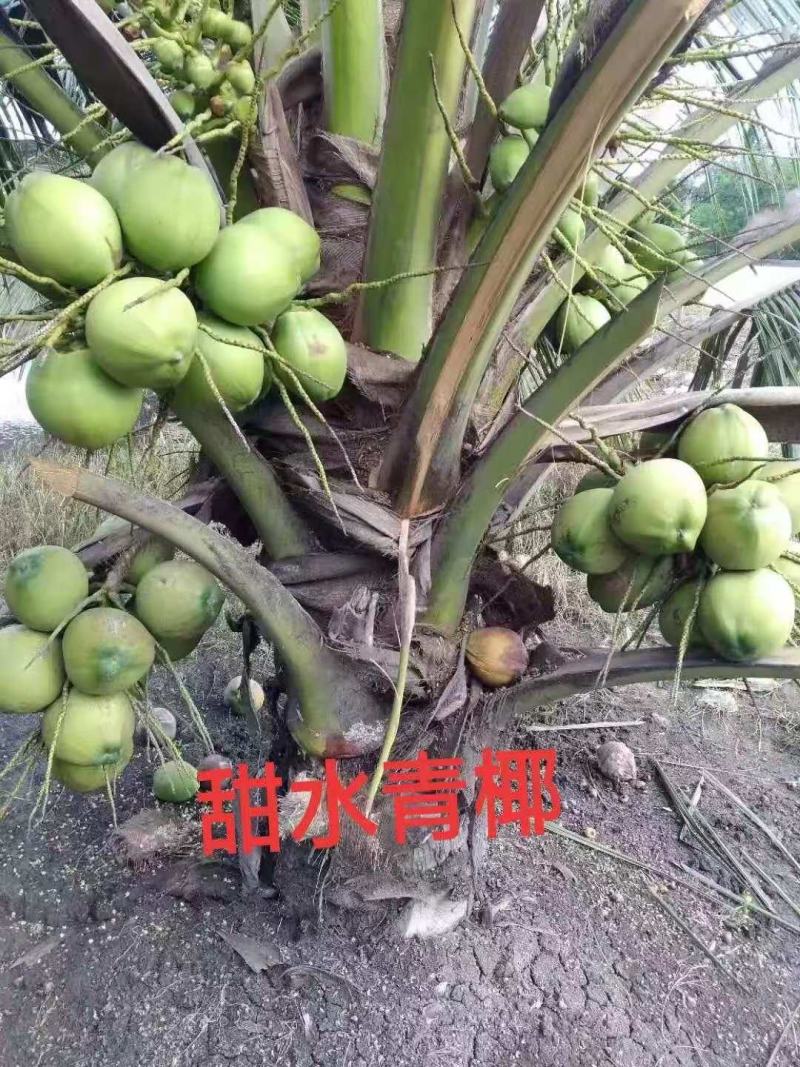 泰国矮椰，甜水椰，金椰子苗。本地红椰，青椰。都有
