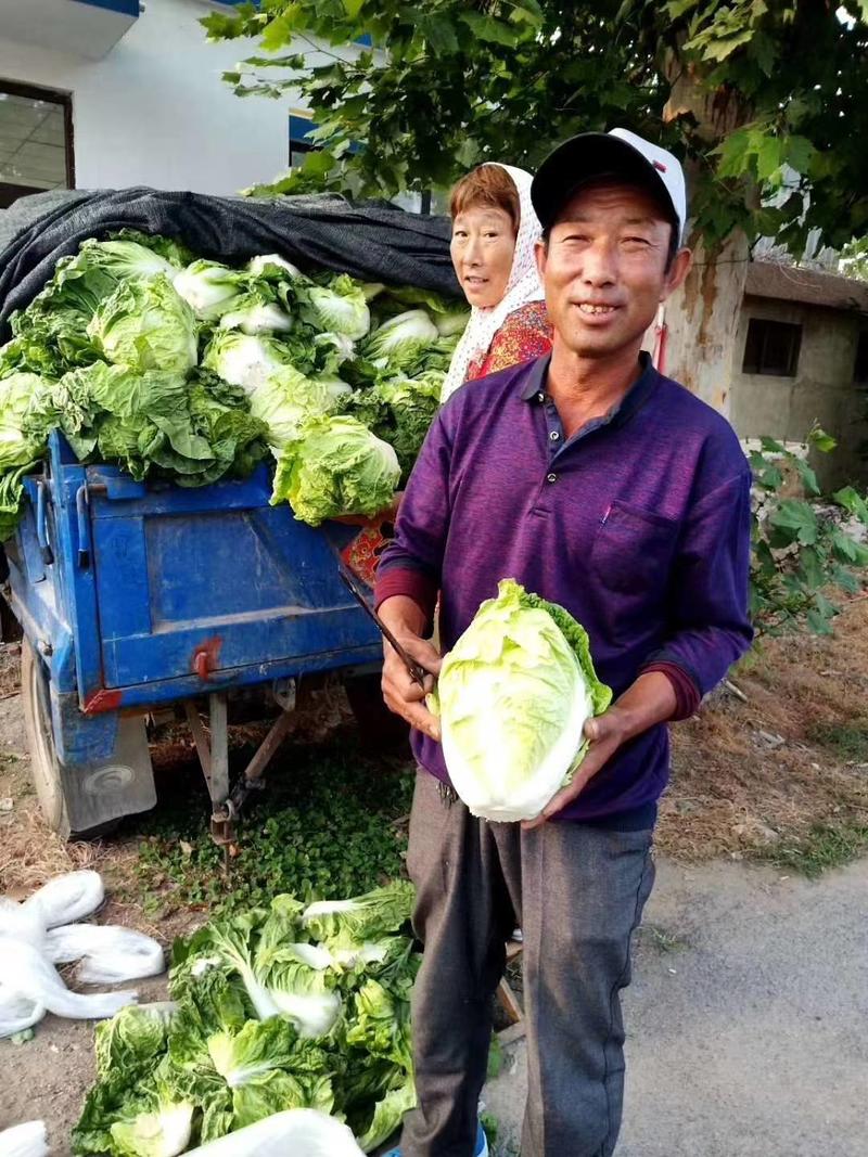 夏季抗热白菜种子国申夏宝耐热反季节抗38度夏阳热白菜