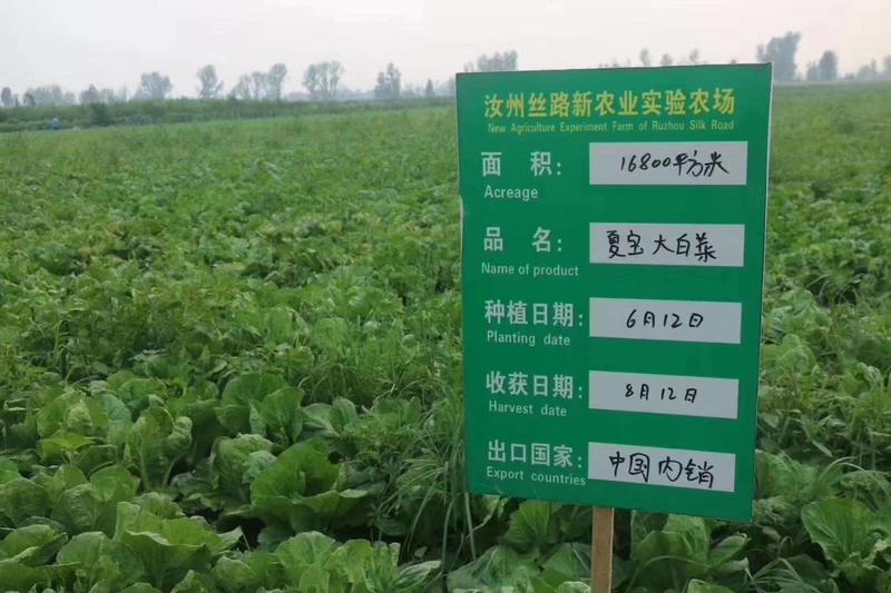 夏季抗热白菜种子国申夏宝耐热反季节抗38度夏阳热白菜