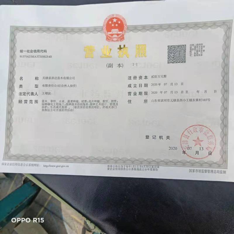 10公分金枝槐大量供应。地头装车上货快，欢迎实地考察