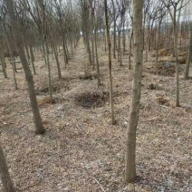 遵化的自家种植的国槐热卖了