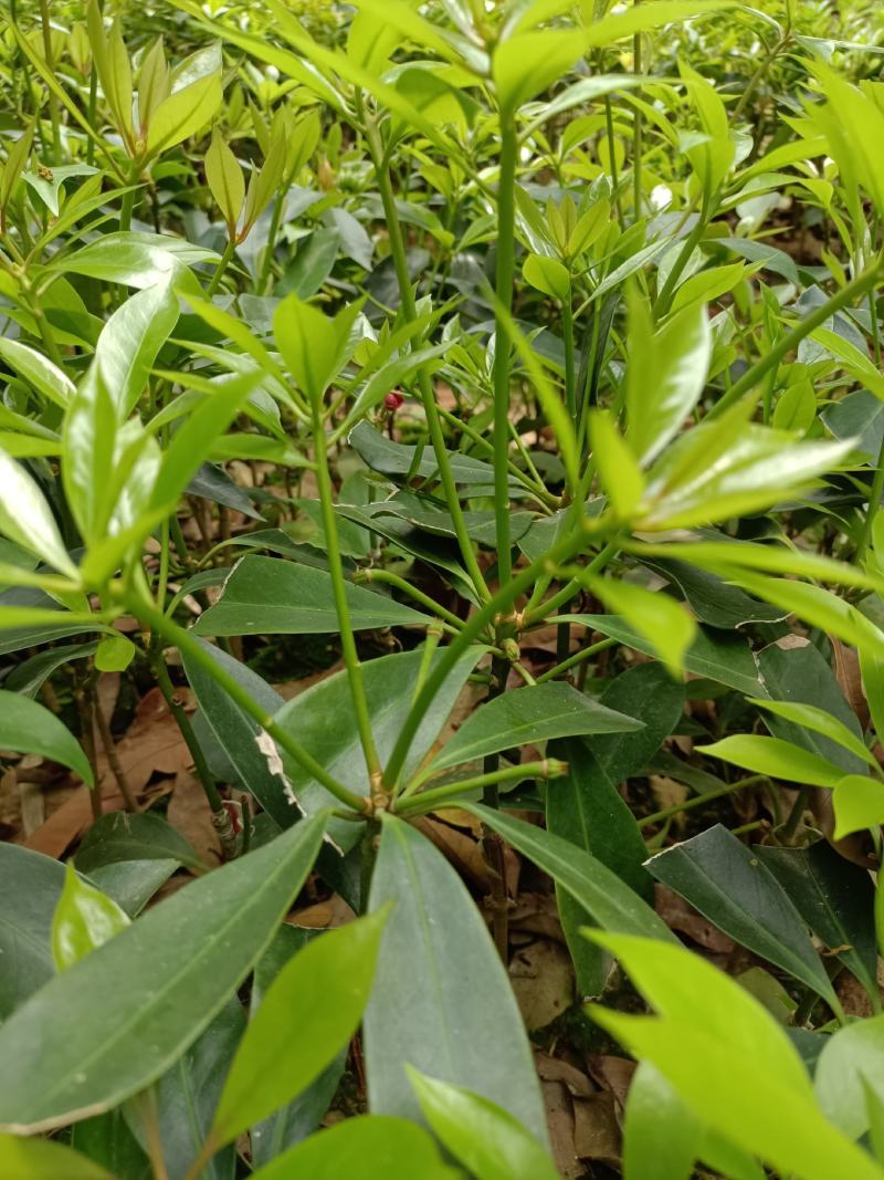 藤县古龙八角之乡（罗马优质挂果品种）