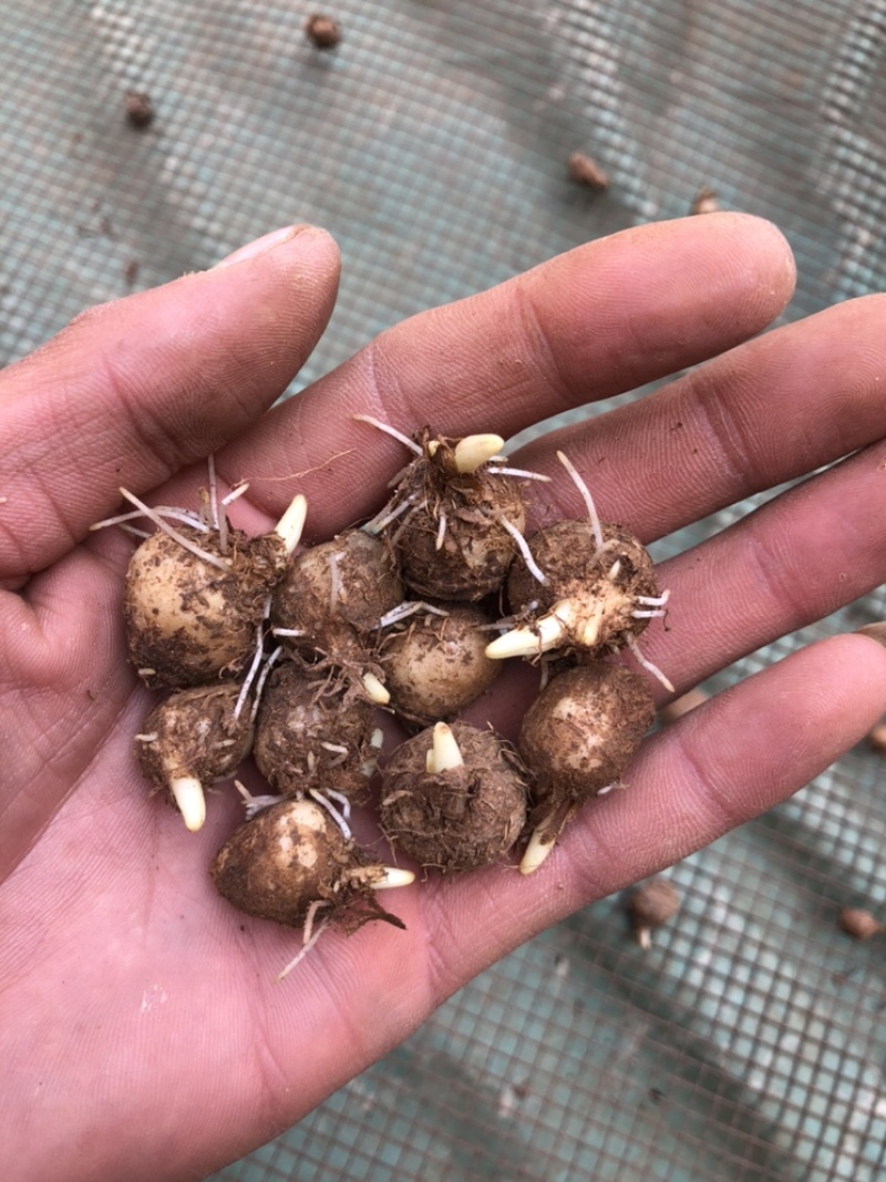 优质高产半夏种球（0.8～1.6）提供技术指导包回收