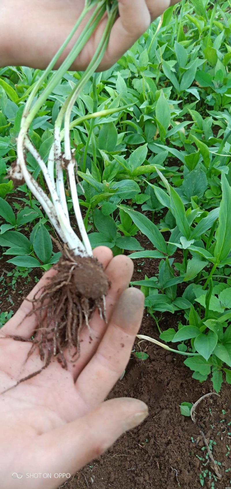 优质高产半夏种球（0.8～1.6）提供技术指导包回收
