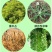览博62%麦草三氯吡灌木牛筋草竹林恶性藤蔓蕨类除草剂