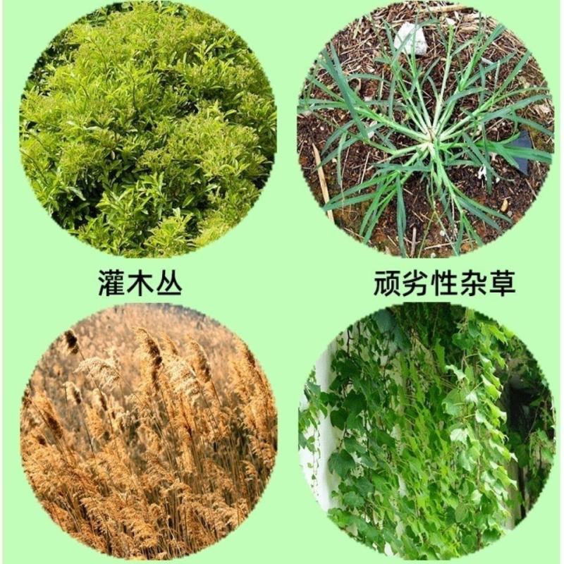 览博62%麦草三氯吡灌木牛筋草竹林恶性藤蔓蕨类除草剂