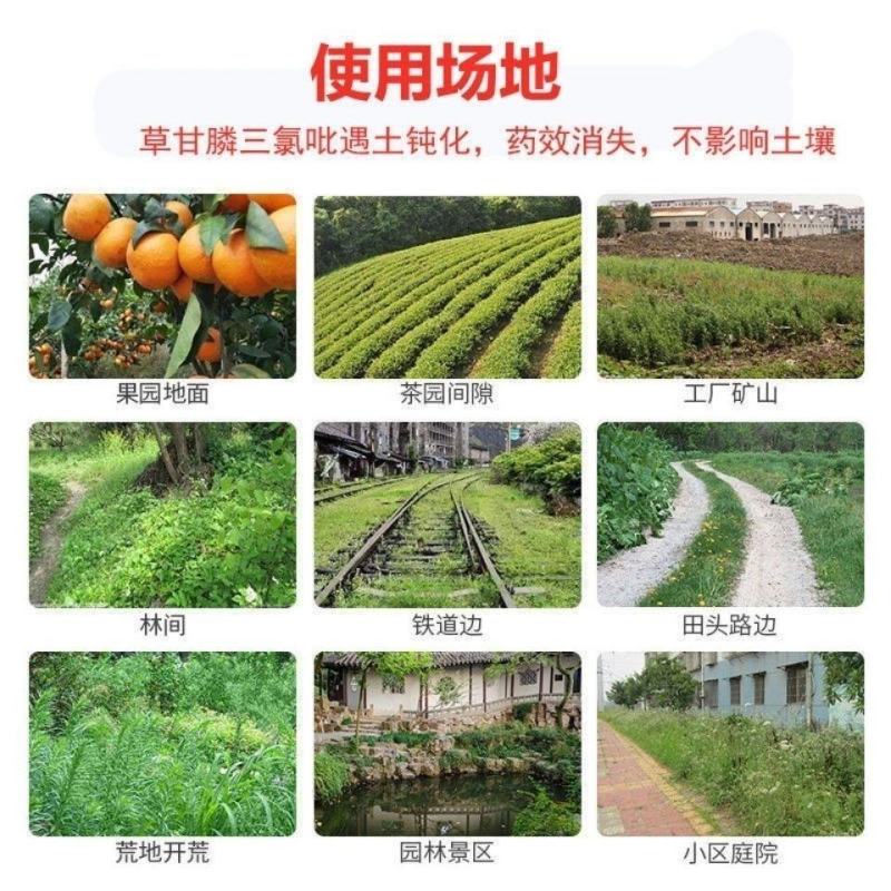 览博62%麦草三氯吡灌木牛筋草竹林恶性藤蔓蕨类除草剂