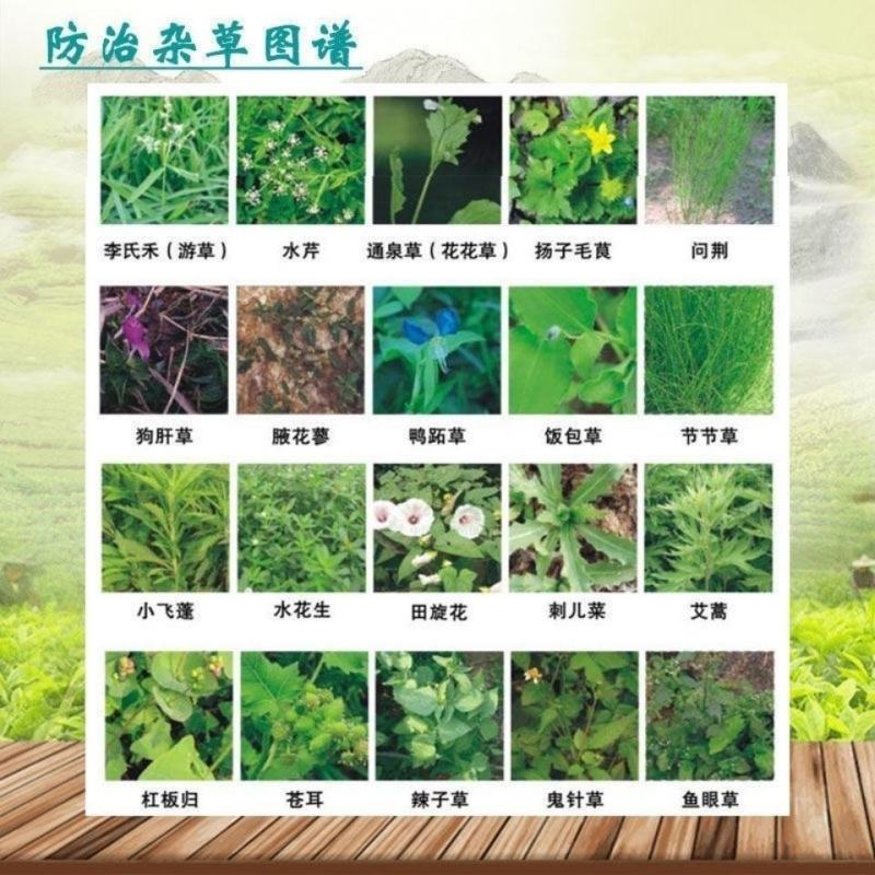 览博62%麦草三氯吡灌木牛筋草竹林恶性藤蔓蕨类除草剂
