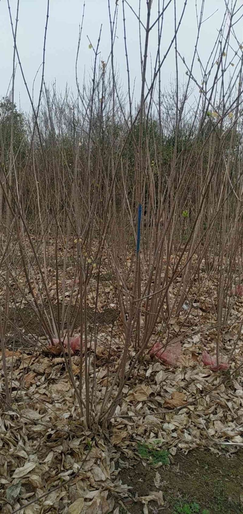 河南省鄢陵县精品丛生蜡梅，绿化工程，树形优美