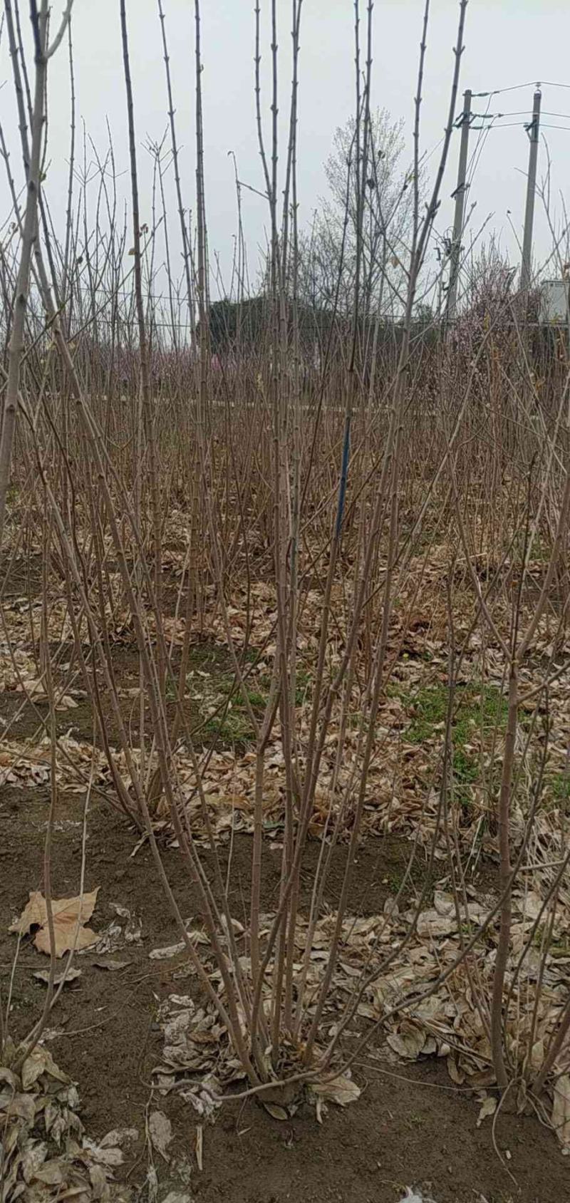 河南省鄢陵县精品丛生蜡梅，绿化工程，树形优美
