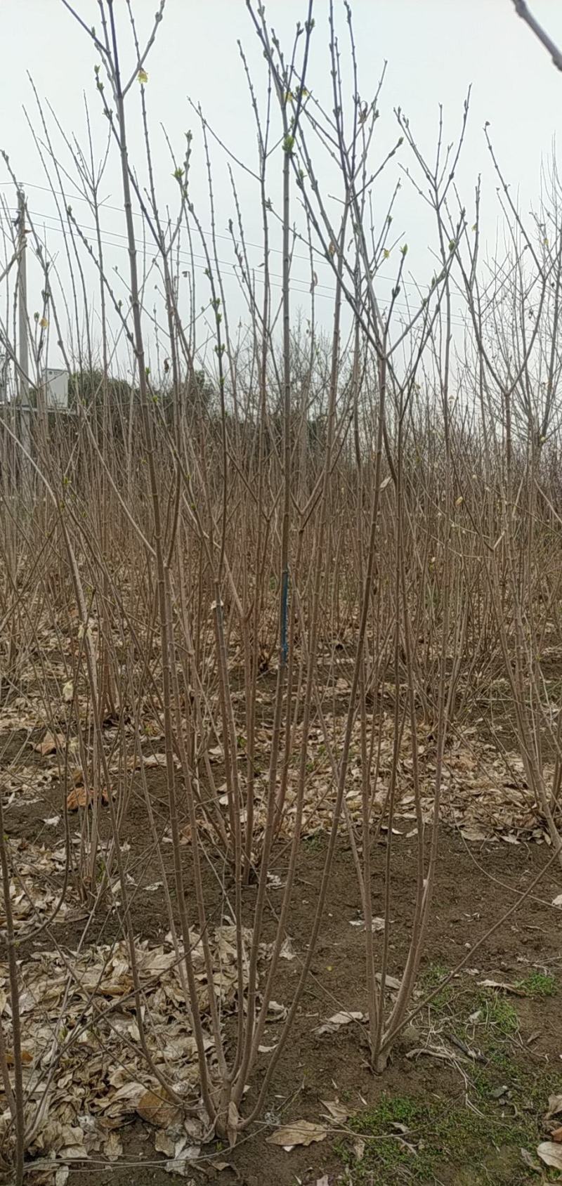 河南省鄢陵县精品丛生蜡梅，绿化工程，树形优美