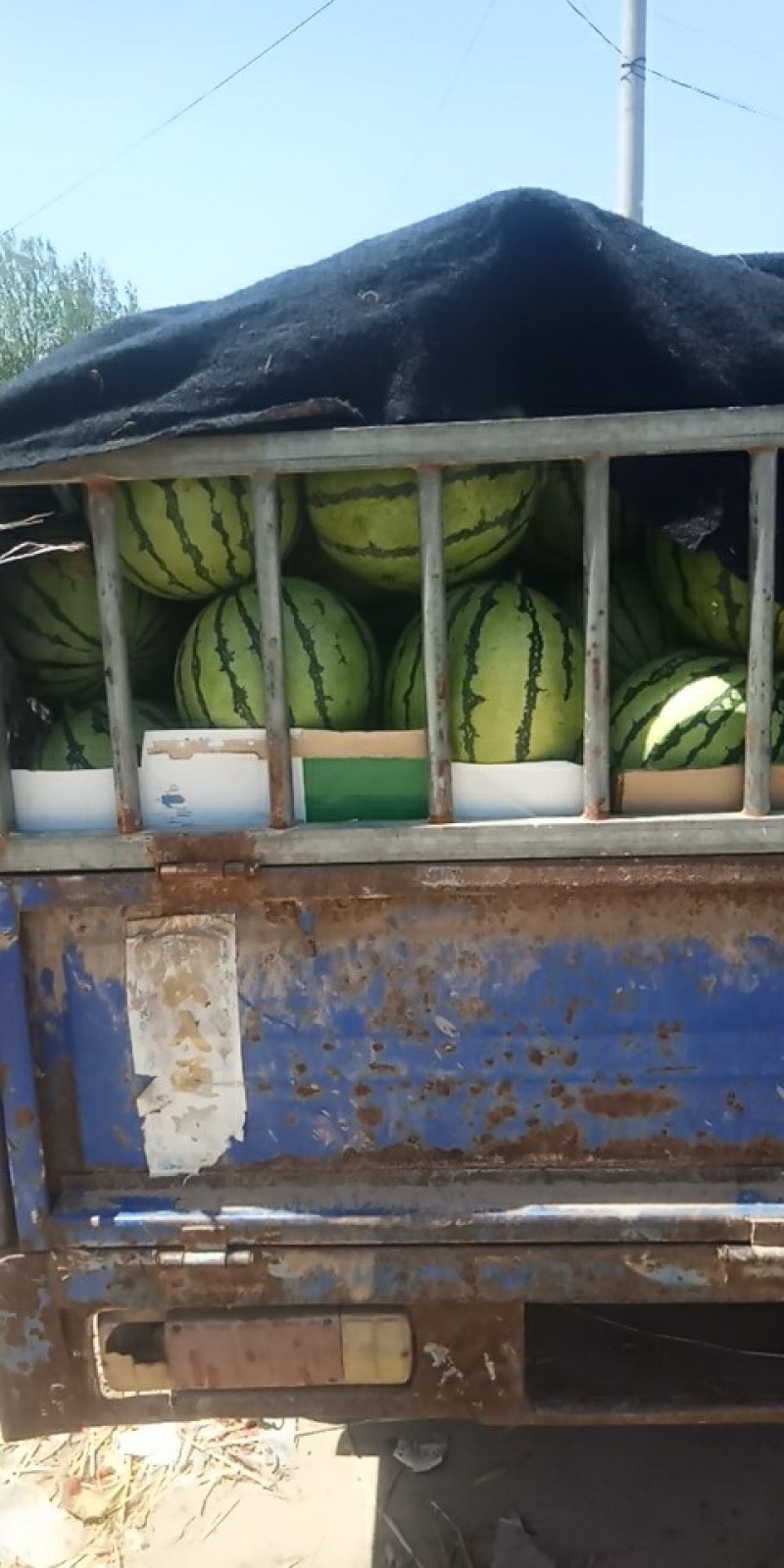 美都(蜜罐)西瓜(南王店早春大棚)