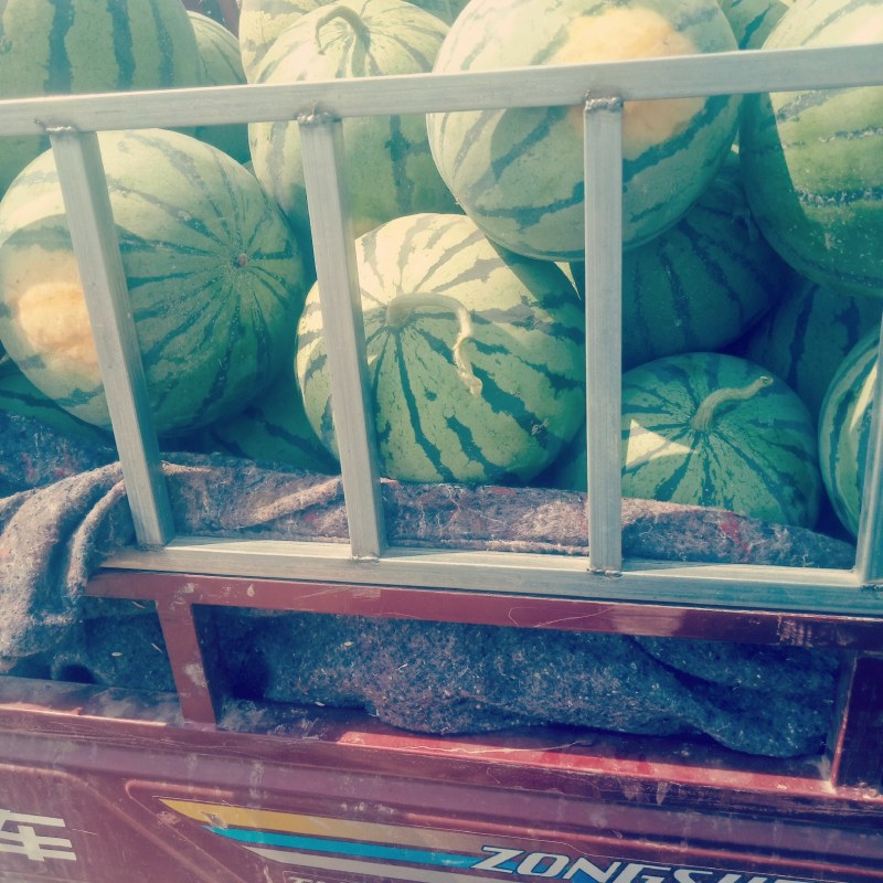 美都(蜜罐)西瓜(南王店早春大棚)