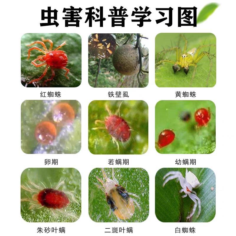 满都灵联肼乙螨唑高效红蜘蛛柑橘柚子二斑叶螨杀卵杀螨剂高端