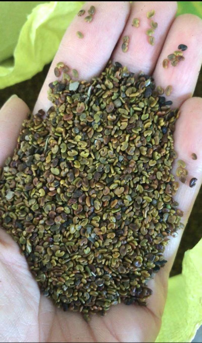 紫云英种子为果园绿肥,轮作,颗粒饱满,可供观花