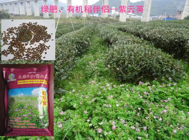 紫云英种子为果园绿肥,轮作,颗粒饱满,可供观花