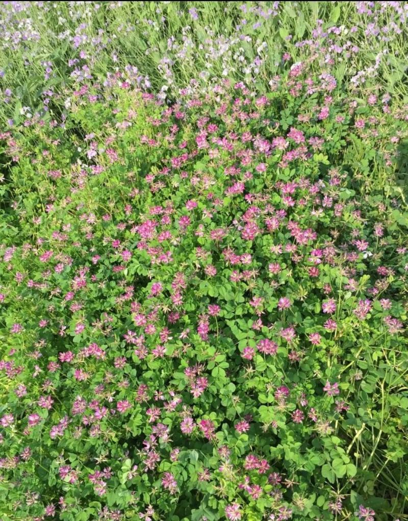 紫云英种子为果园绿肥,轮作,颗粒饱满,可供观花