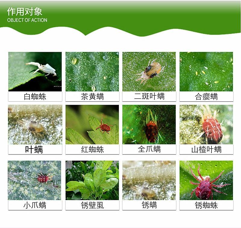 荣邦阿维哒螨灵红蜘蛛果树蔬菜通用柑橘杀螨剂正品