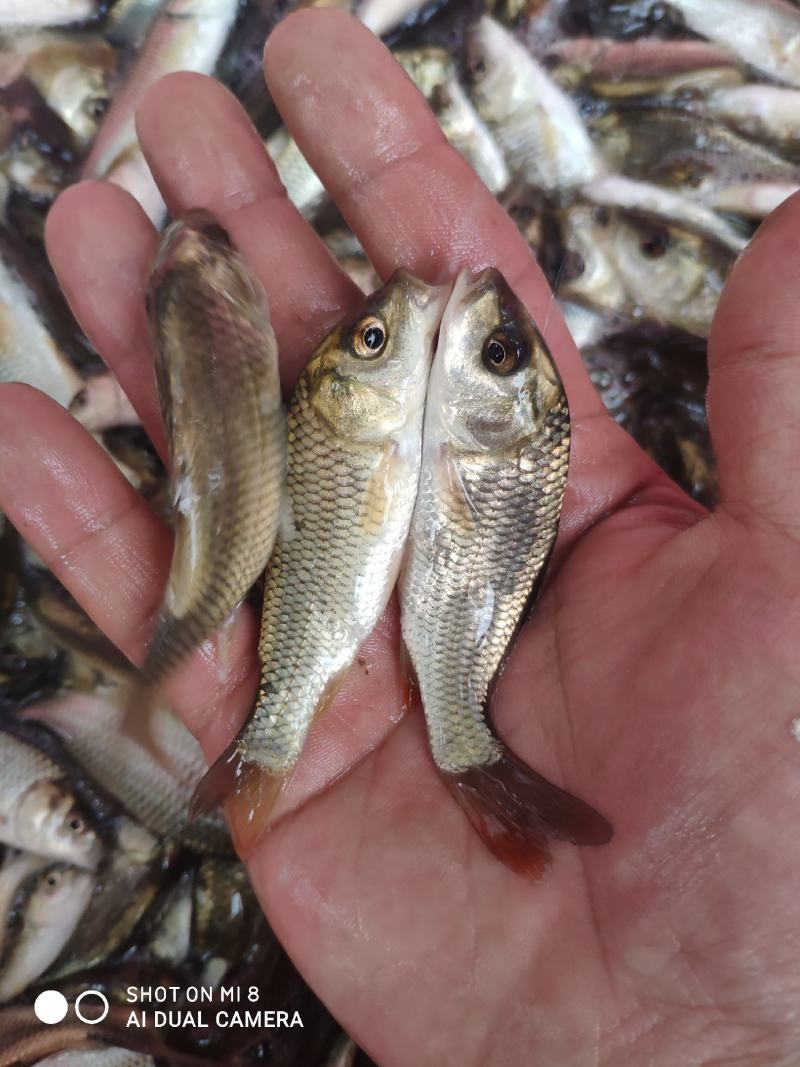 金背鲤鱼苗，大小规格，全国配送。