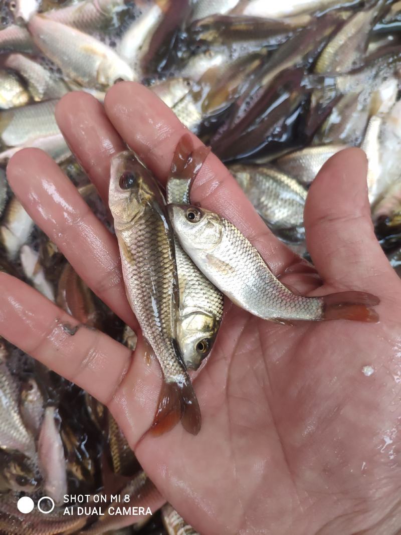 金背鲤鱼苗，大小规格，全国配送。