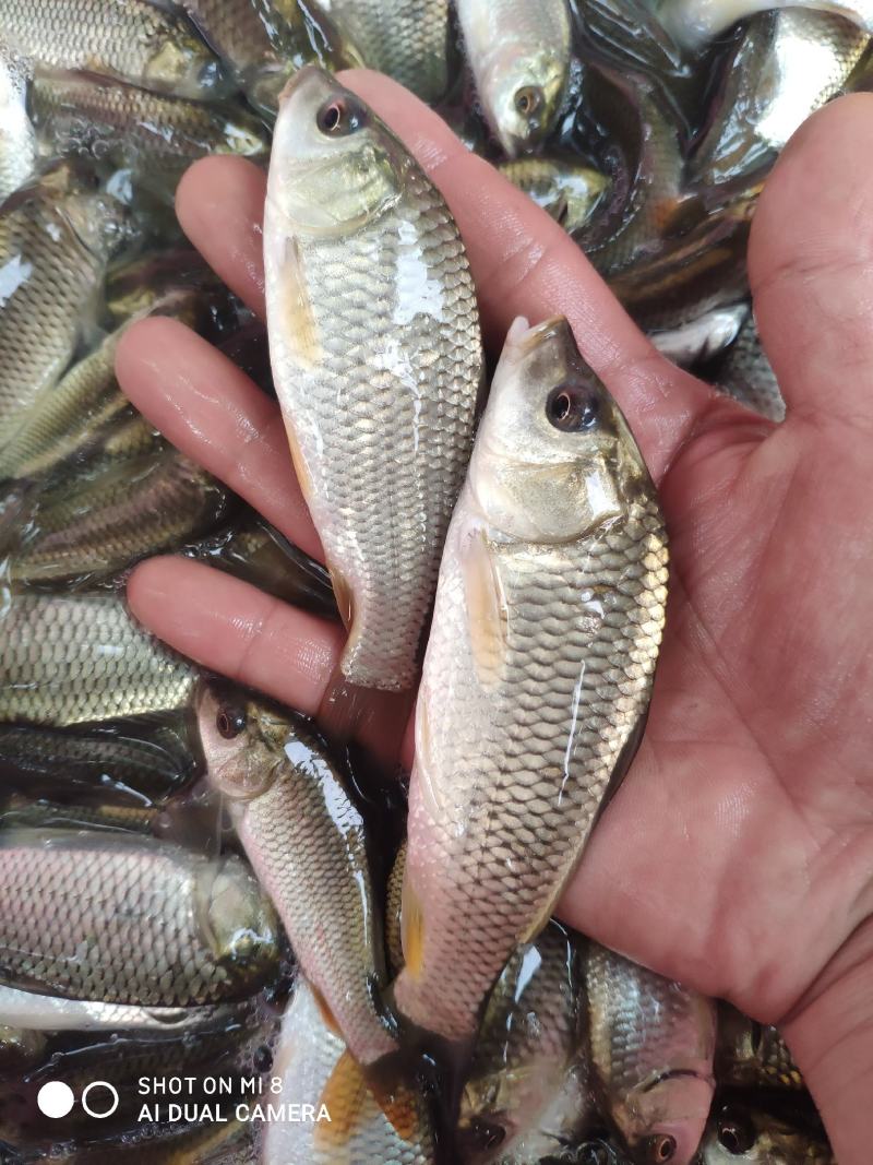 金背鲤鱼苗，大小规格，全国配送。