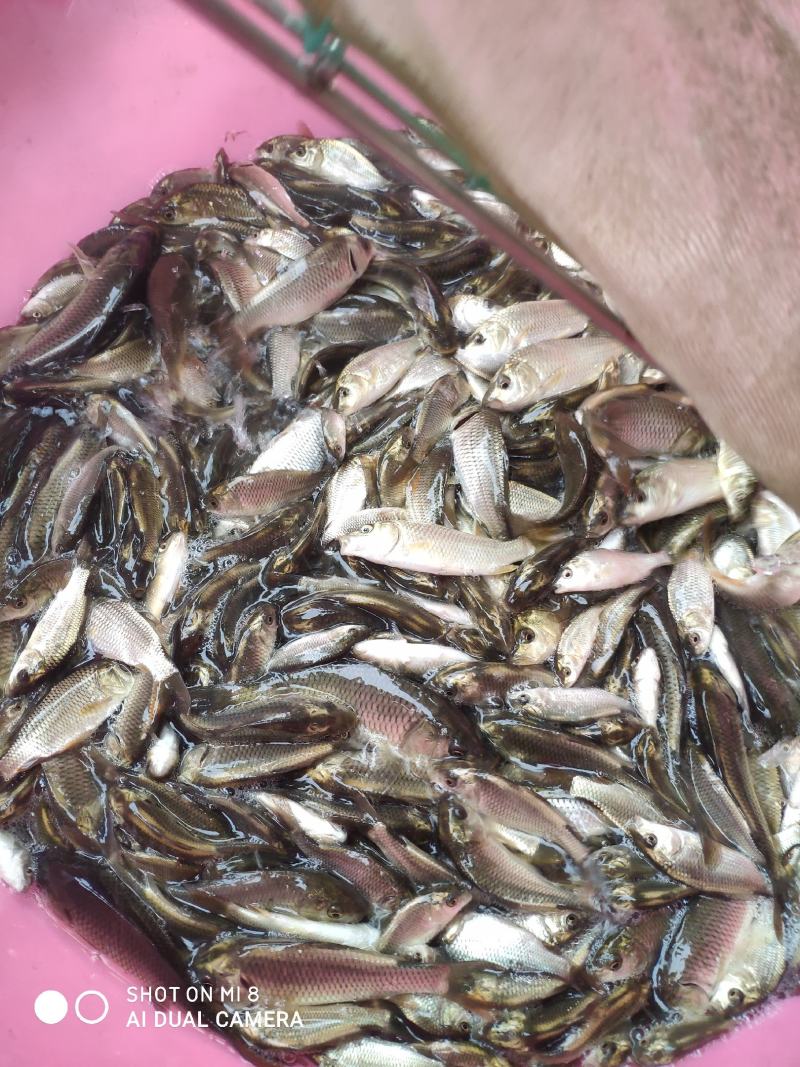 金背鲤鱼苗，大小规格，全国配送。