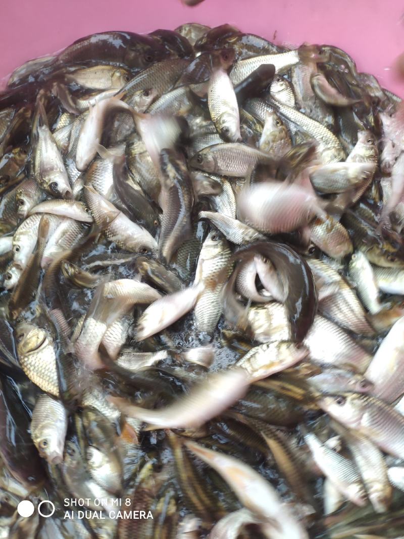 金背鲤鱼苗，大小规格，全国配送。
