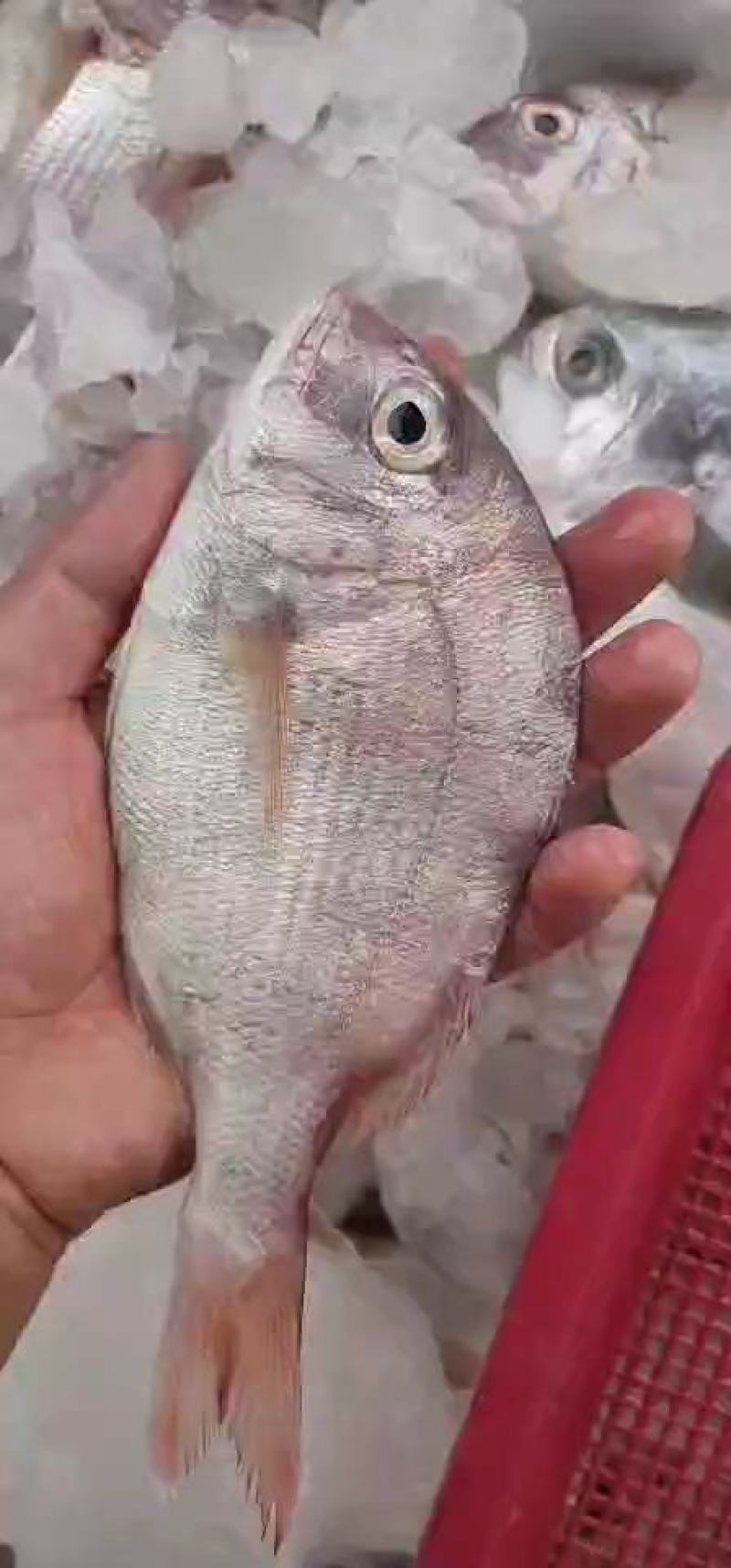 海鲡鱼酒店餐厅排挡一件代发