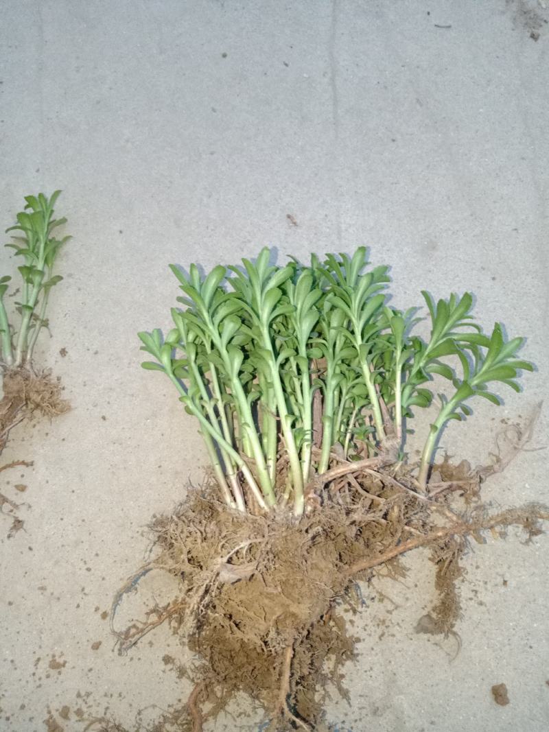 费菜高钙菜苗，多年生阳台盆栽房前屋后均可种植食用观赏均可
