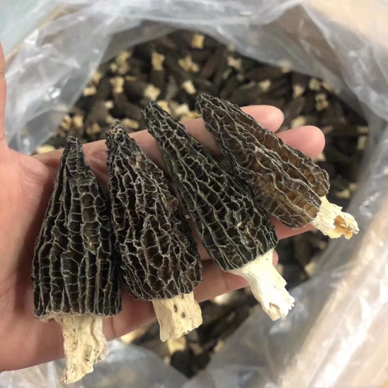 羊肚菌羊肚菇产地直销基地直发全国发货自家种植全国一手货源