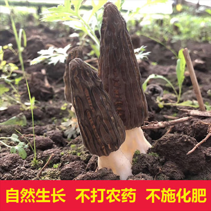 羊肚菌羊肚菇产地直销基地直发全国发货自家种植全国一手货源