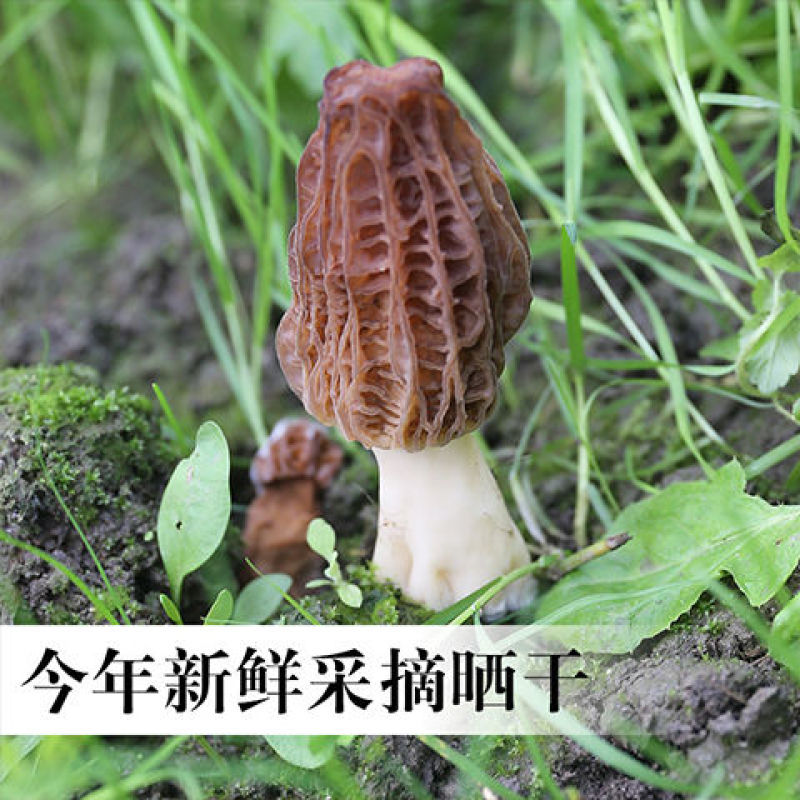 羊肚菌羊肚菇产地直销基地直发全国发货自家种植全国一手货源