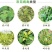 氨基寡糖素蕃茄辣椒烟草花叶小叶蕨叶病毒病条斑抗病毒杀菌