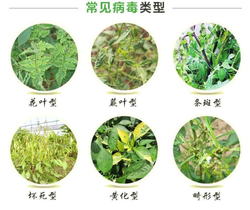 氨基寡糖素蕃茄辣椒烟草花叶小叶蕨叶病毒病条斑抗病毒杀菌