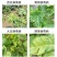 氨基寡糖素蕃茄辣椒烟草花叶小叶蕨叶病毒病条斑抗病毒杀菌