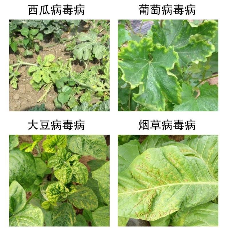 氨基寡糖素蕃茄辣椒烟草花叶小叶蕨叶病毒病条斑抗病毒杀菌