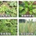氨基寡糖素蕃茄辣椒烟草花叶小叶蕨叶病毒病条斑抗病毒杀菌