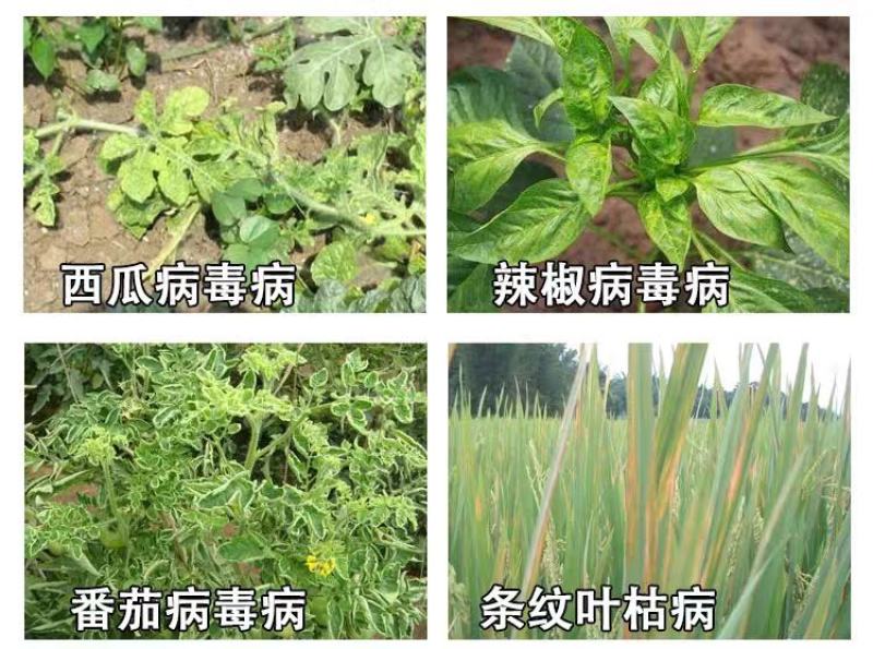 氨基寡糖素蕃茄辣椒烟草花叶小叶蕨叶病毒病条斑抗病毒杀菌