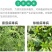 氨基寡糖素蕃茄辣椒烟草花叶小叶蕨叶病毒病条斑抗病毒杀菌