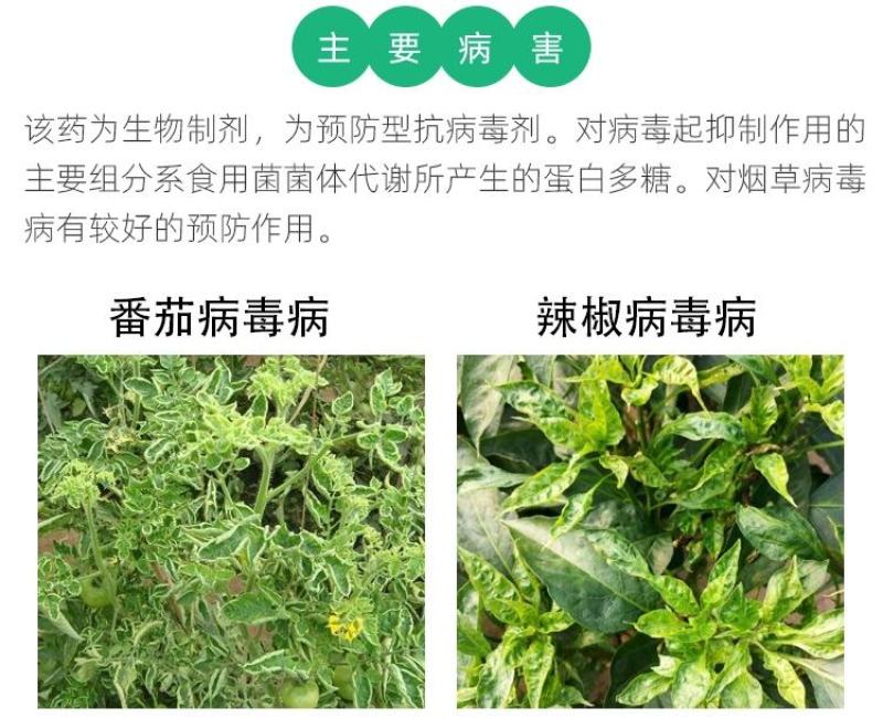 氨基寡糖素蕃茄辣椒烟草花叶小叶蕨叶病毒病条斑抗病毒杀菌