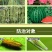 蓟霸斗蓟豆角西瓜茄子大葱柑橘花蓟马黑蓟马高效专用杀虫剂