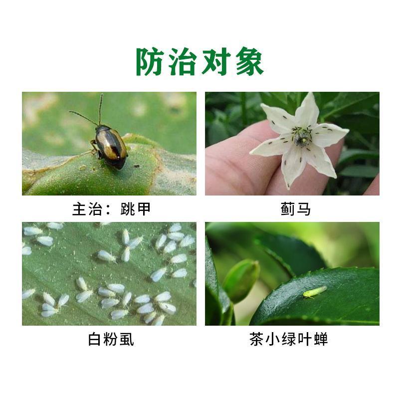 蓟霸斗蓟豆角西瓜茄子大葱柑橘花蓟马黑蓟马高效专用杀虫剂