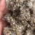 新疆棉籽壳，山东棉籽壳，河南棉籽壳，广东棉籽壳，湖北棉籽