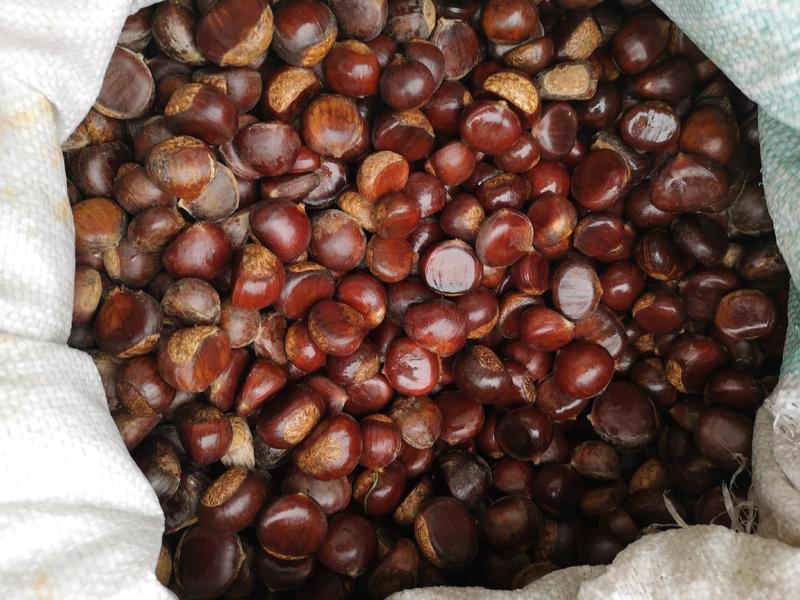 栗树种子板栗种子现货供应低价批发出芽率90%以上