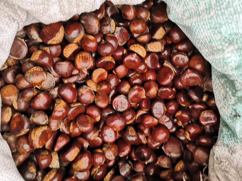 栗树种子板栗种子现货供应低价批发出芽率90%以上