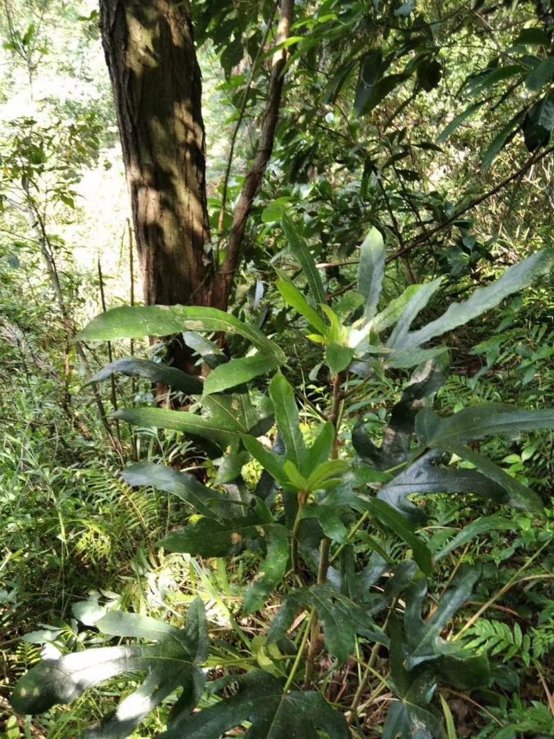 野生五指毛桃根煲汤靓货
